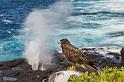 027 Espanola, galapagosbuizerd